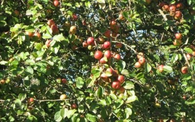 La Ferme des petites vallées