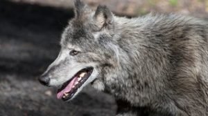 Les journées du Loup 2020 @ La Pyramide du Loup